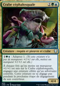 Crabe cphalosquale - 