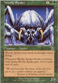 Woolly Spider - 