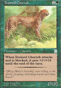 Trained Cheetah - 