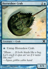Horseshoe Crab - 
