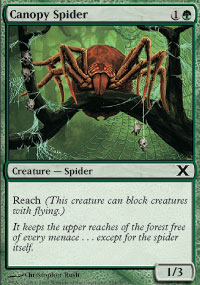 Canopy Spider - 