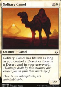 Solitary Camel - 