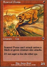 Scarred Puma - 