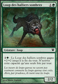 Loup des halliers sombres - 