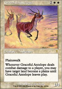 Graceful Antelope - 
