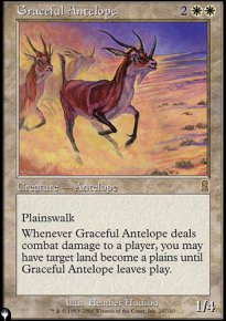 Antilope gracieuse - 